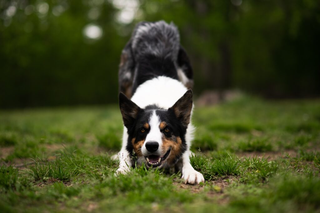 Hund bellt