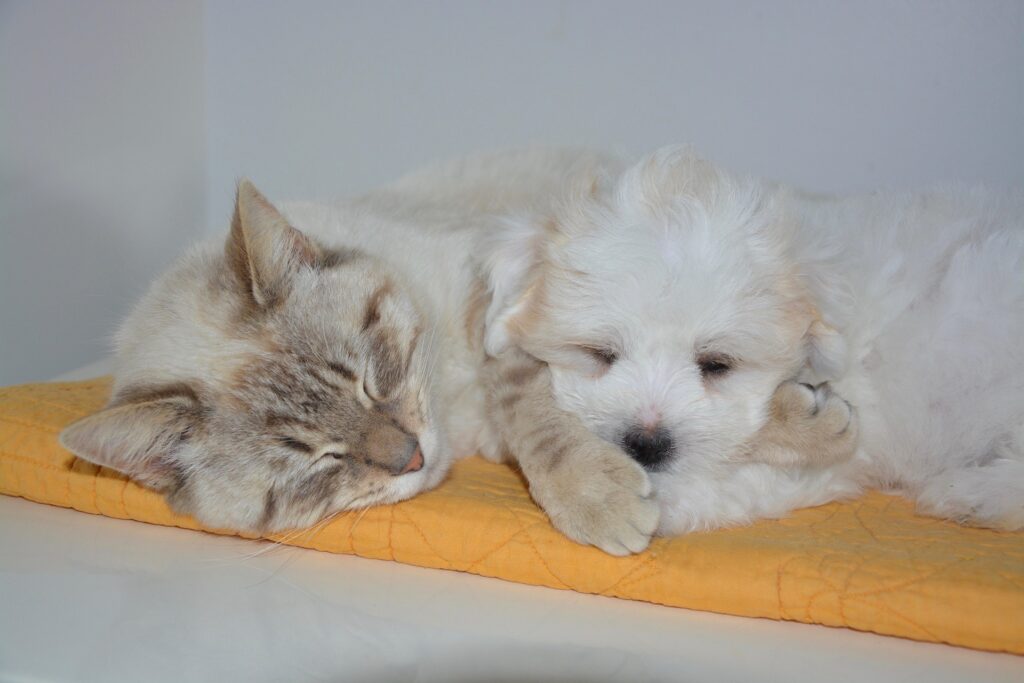 Hund und Katze