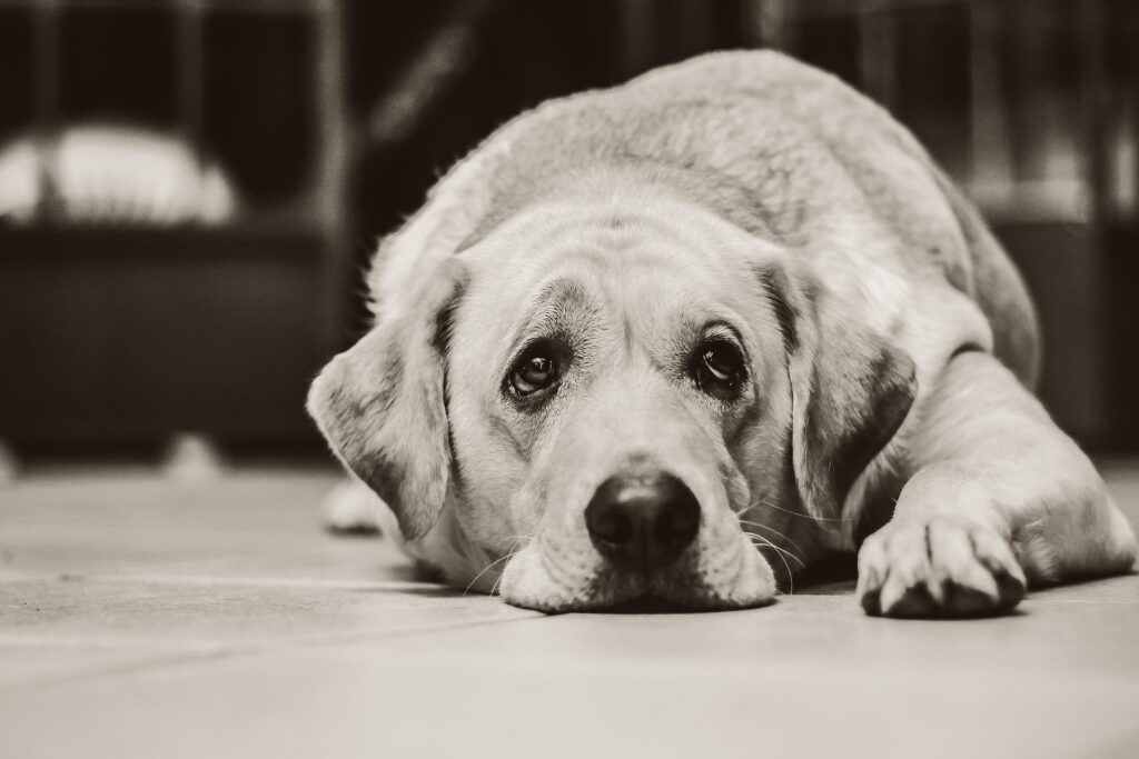 Hund traurig