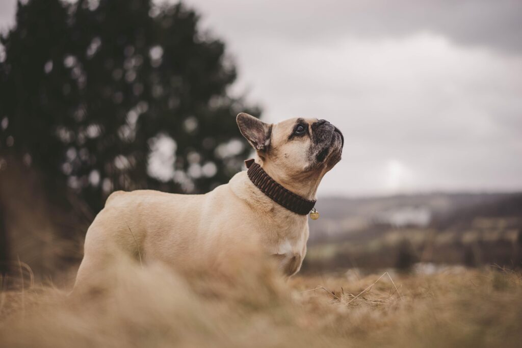 Hund kommt auf Ruf zurück