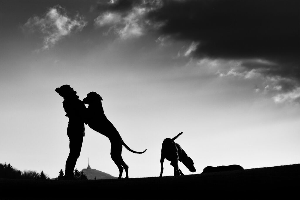 Hund springt Menschen an — Training und Tipps
