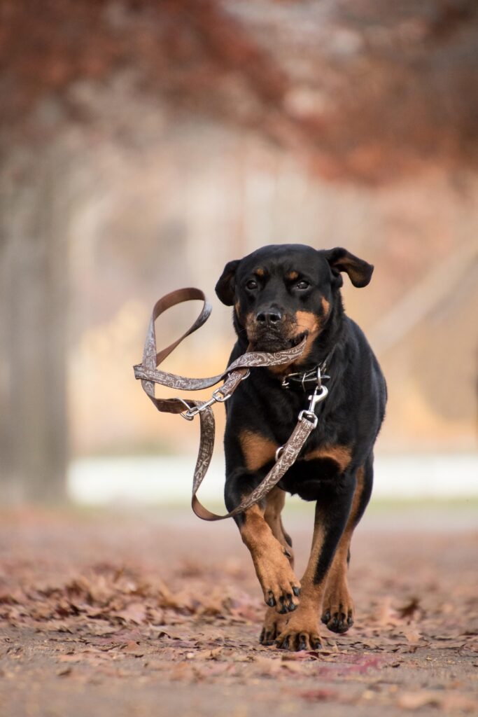 Hund zieht an der Leine — Tipps für entspannte Leinenführung
