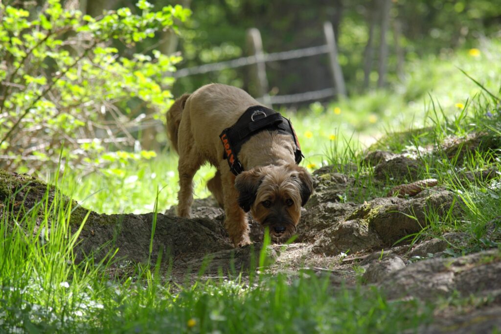 Hund frisst Kot