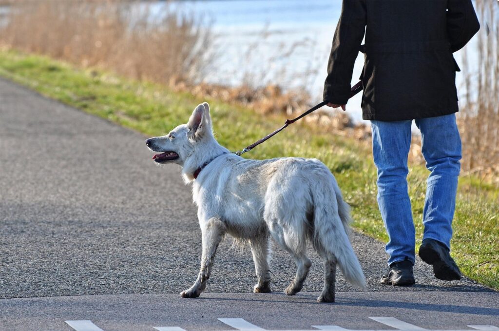 Hund beißt in die Leine