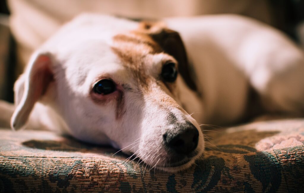 hund alleine lassen
