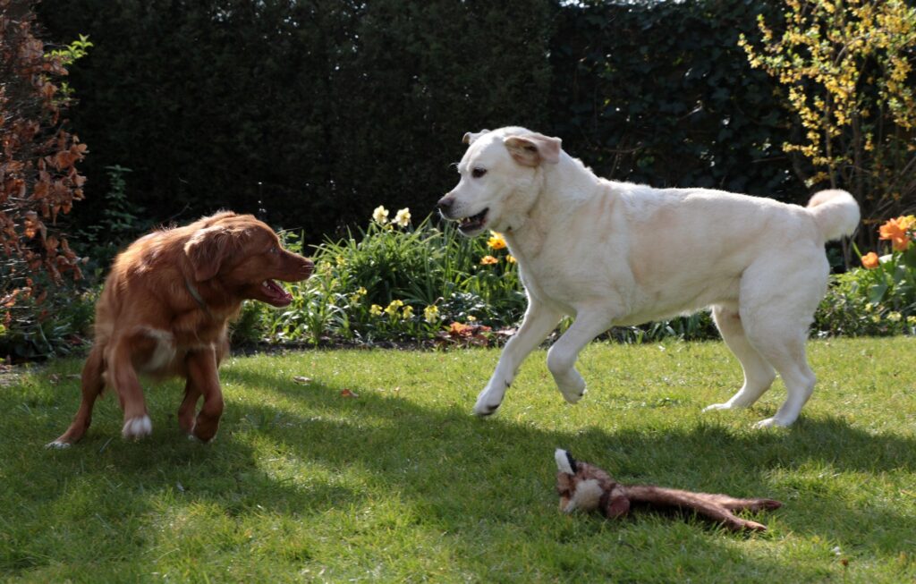 sonja kalee dogs 5034453 1920
