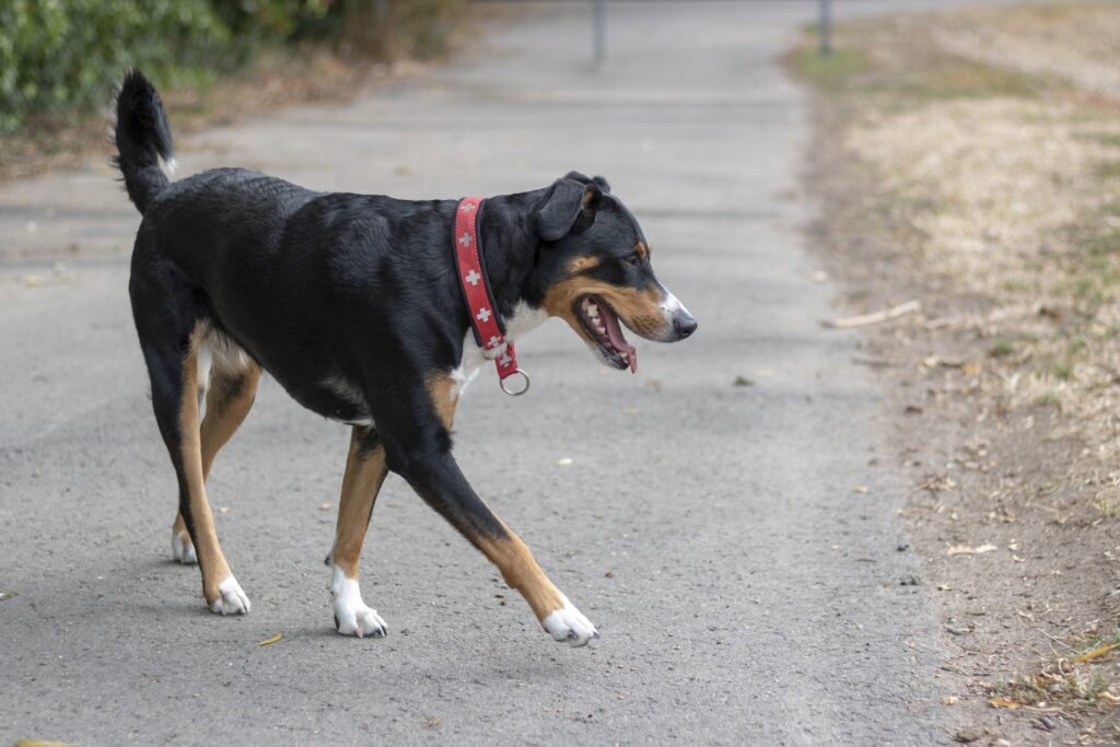 hund knurrt