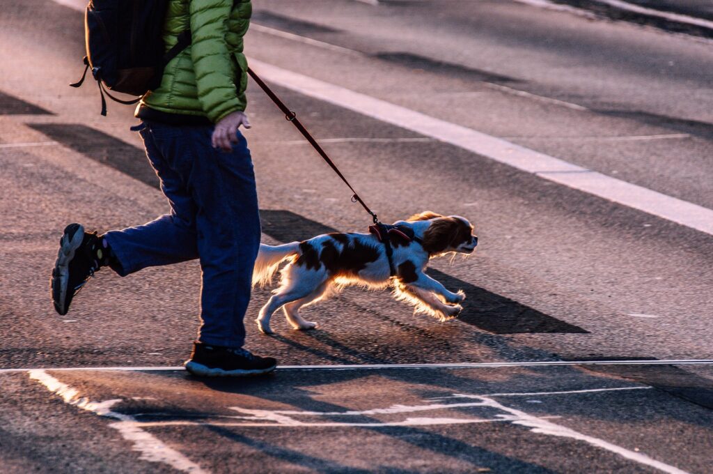 Hund zieht an der Leine — die besten Hilfsmittel im Vergleich