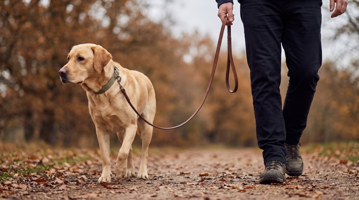 Labrador laeuft neben einer Person, die Leine haengt locker durch (KI-generiert)